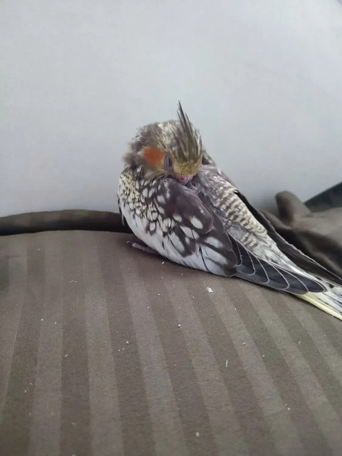 عروس هلندی گم شده|حیوانات|اهواز, کیانپارس |دیوار