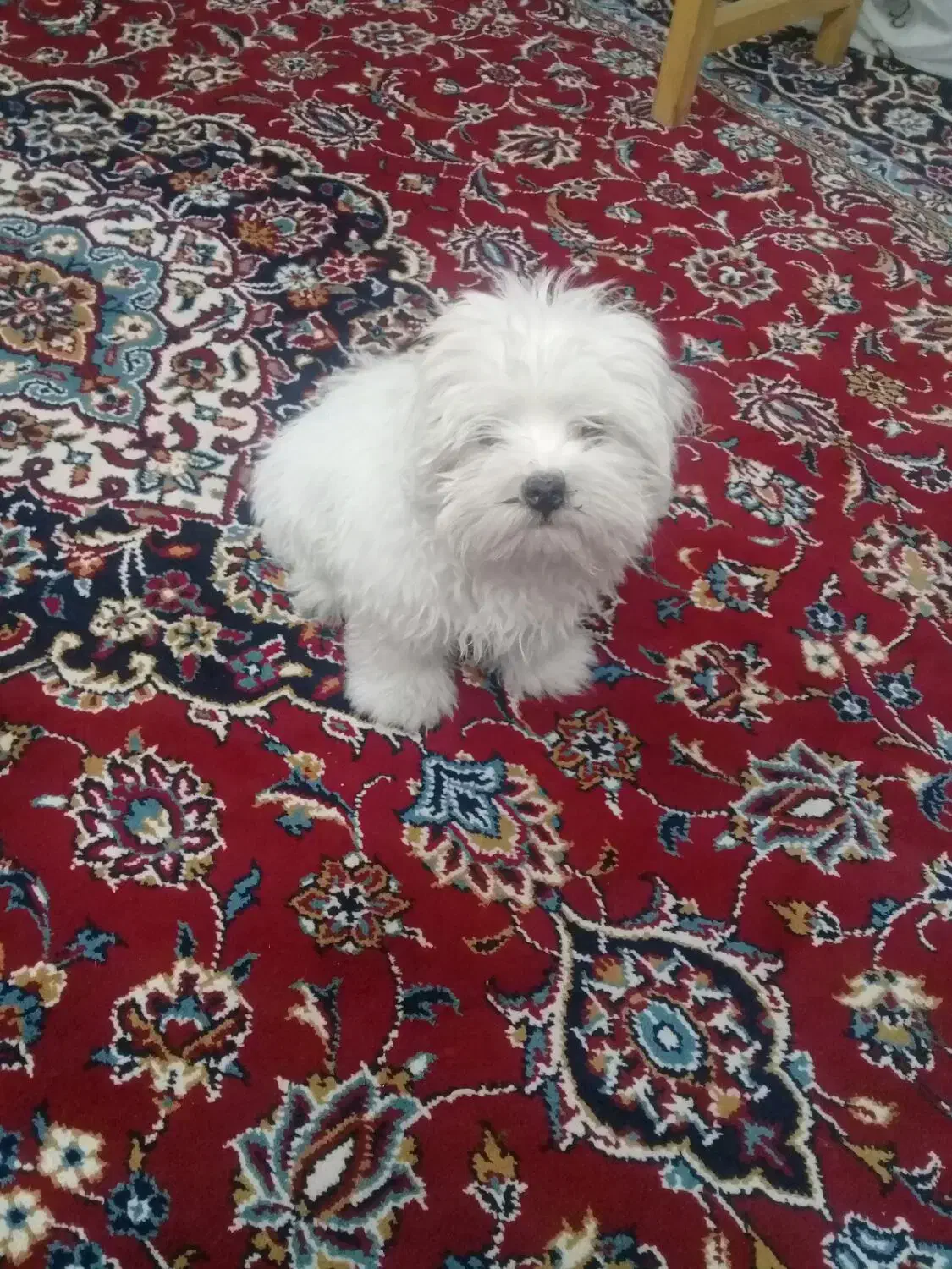 سگ مینیاتوری|سگ|مرند, |دیوار