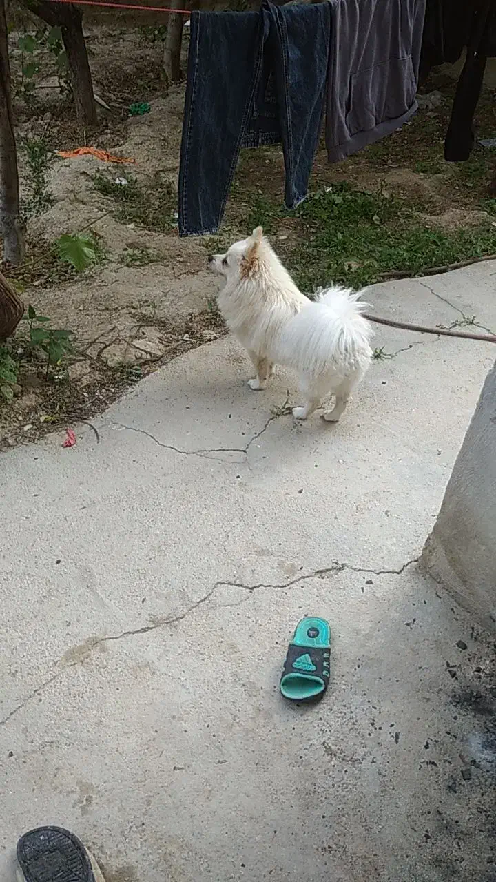 گمشده|حیوانات|بجنورد, |دیوار