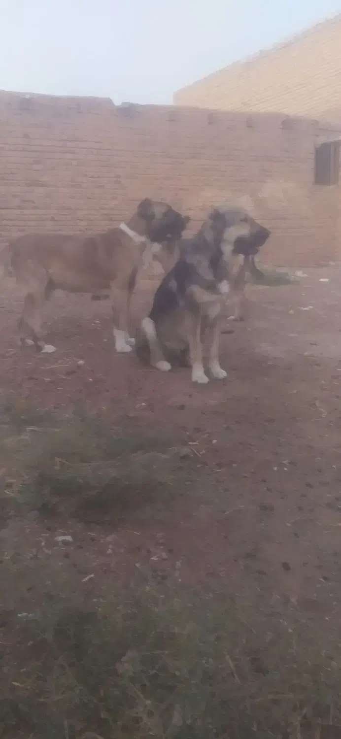 سگ خراسانی|سگ|نصر آباد, |دیوار