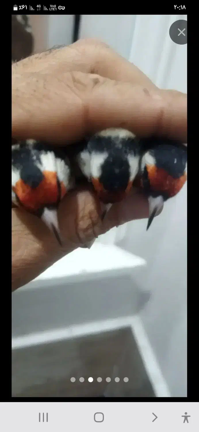 سهره باغی|پرنده|کوهدشت, |دیوار