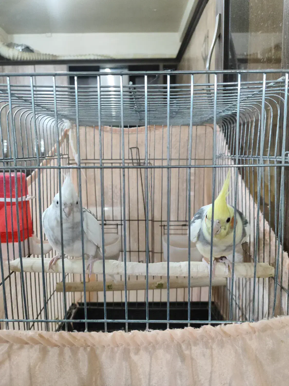 یک جفت عروس هلندی ویک مرغ مینا|پرنده|پاکدشت, شهرک امام رضا|دیوار