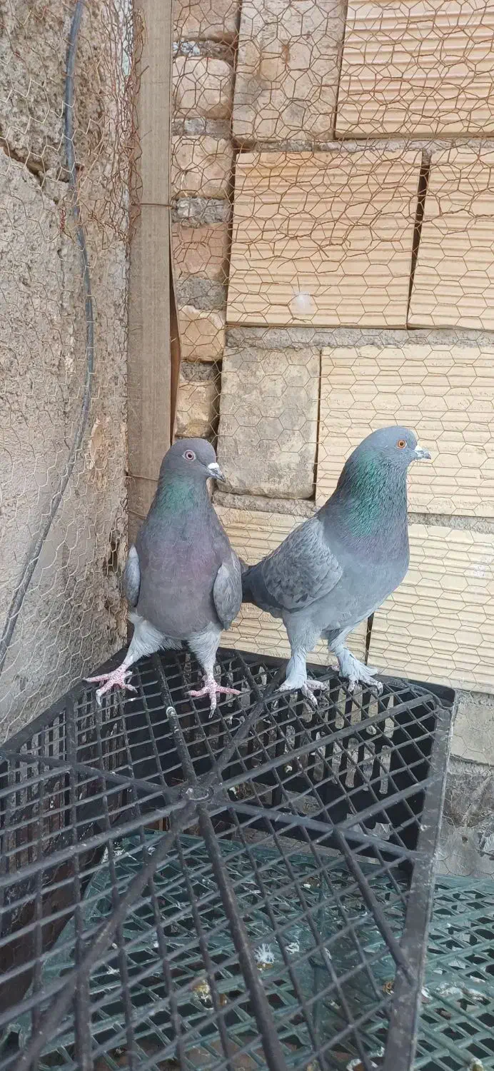 کفتر|پرنده|یزد, |دیوار