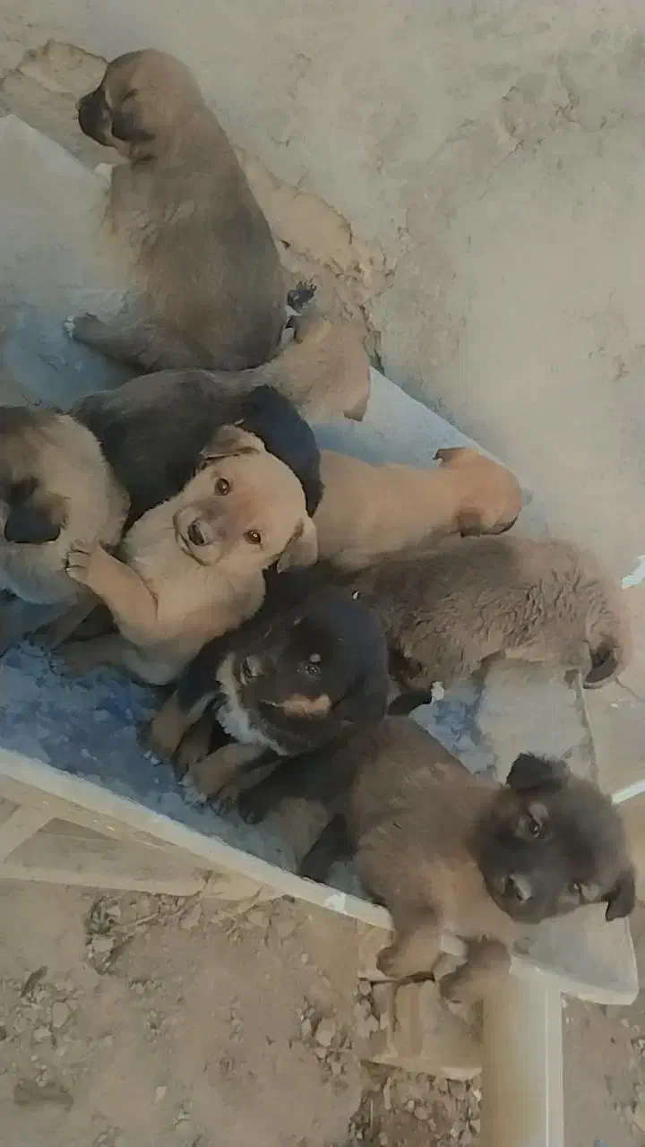 توله سگرگ|سگ|سراوان, |دیوار