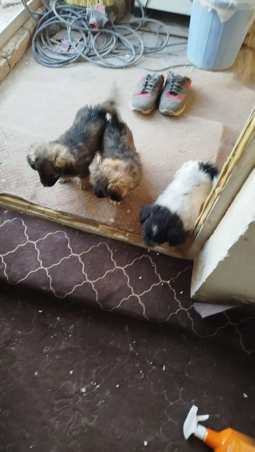 3عدد سگ پاکوتاه شیتزو|سگ|سمنان, |دیوار