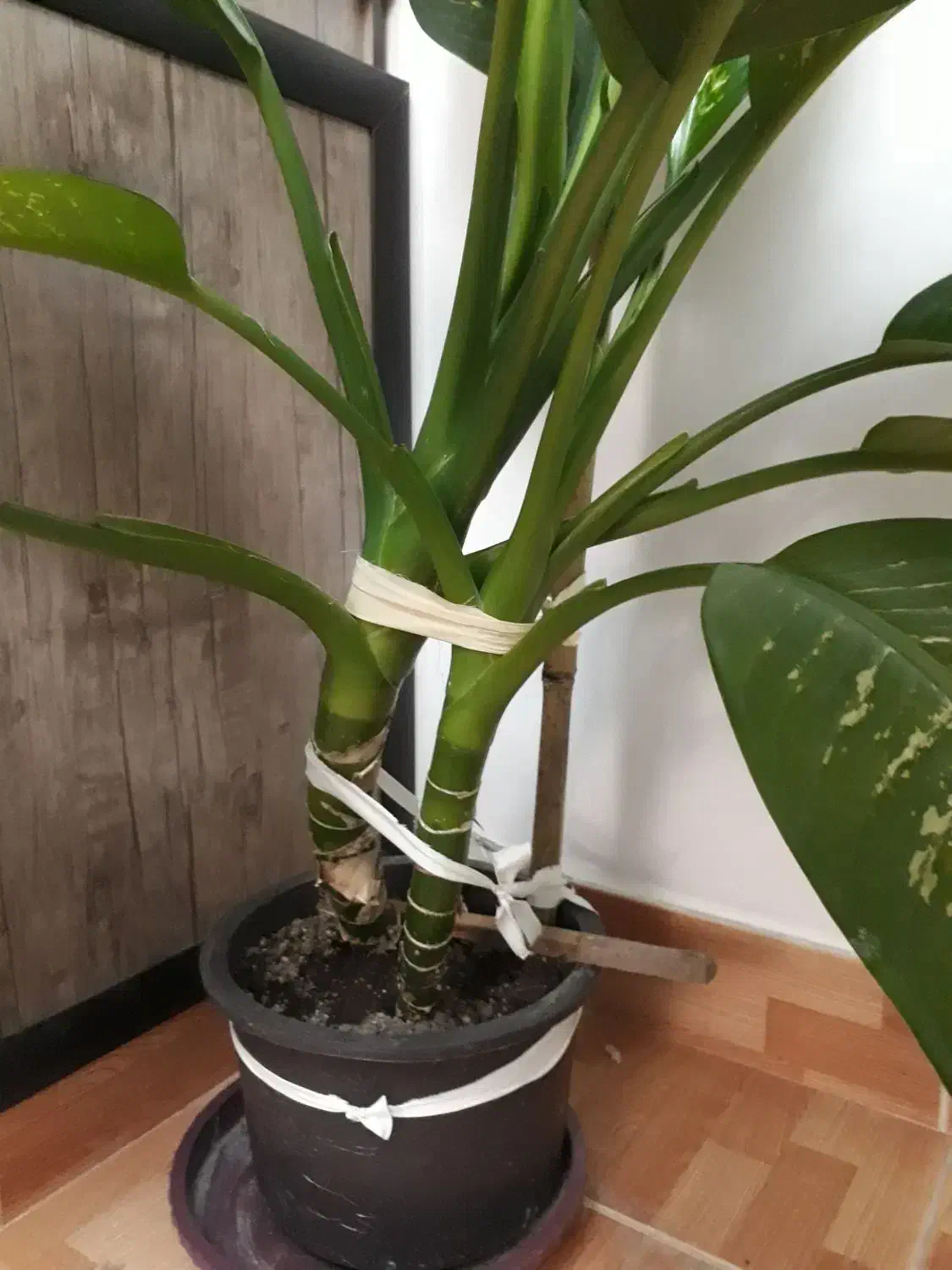 گل آپارتمانی دیفن باخیا قشنگ و سروحال|گل و گیاه طبیعی|تبریز, |دیوار