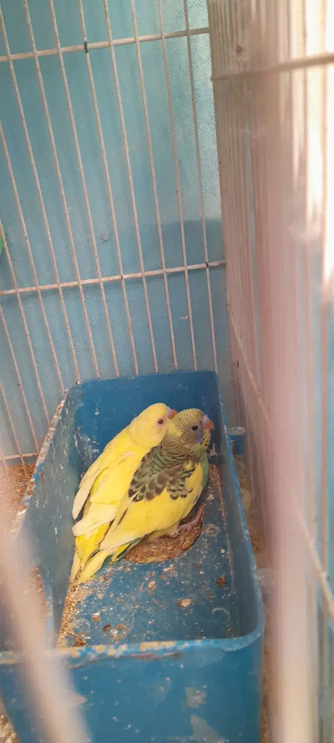 جوجه لوتینو خوشگل|پرنده|مشهد, رستگار|دیوار