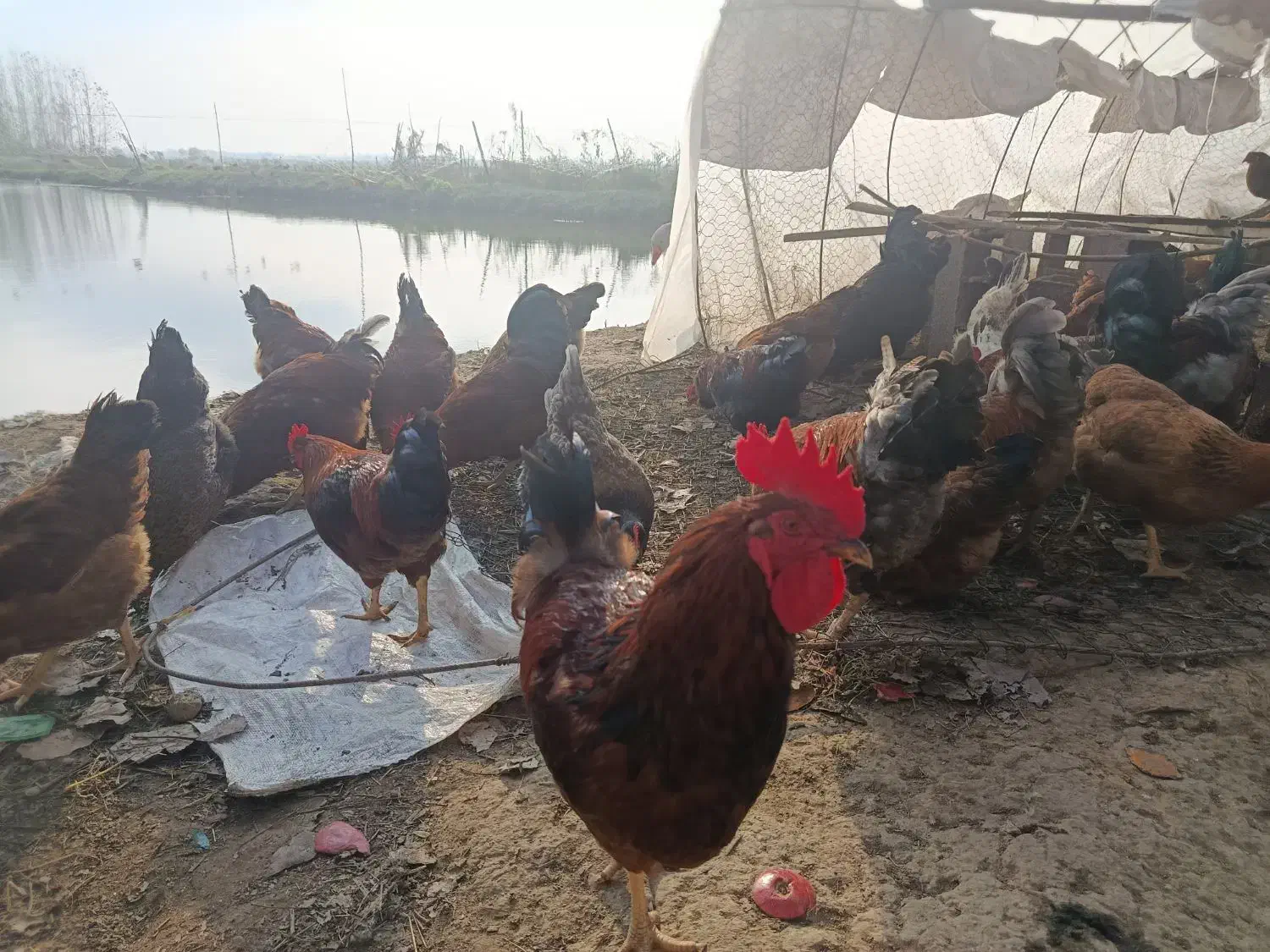 خوروس هشت ماه|حیوانات مزرعه|تولم شهر, |دیوار