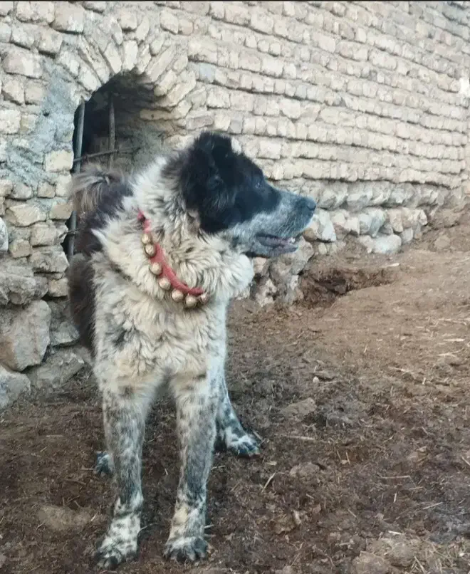 فروشی|سگ|خمین, |دیوار