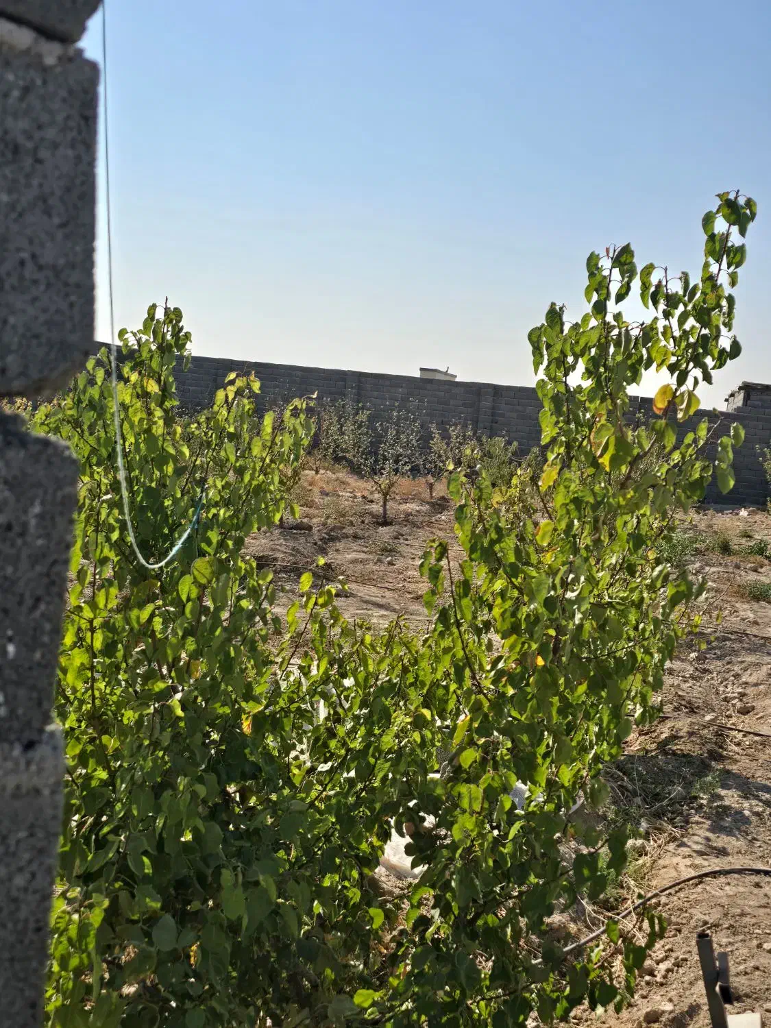 باغ و باغچه ۲۱۰ متری.برق گاز اب.سندتک برگ|فروش زمین و ملک کلنگی|وحیدیه, |دیوار