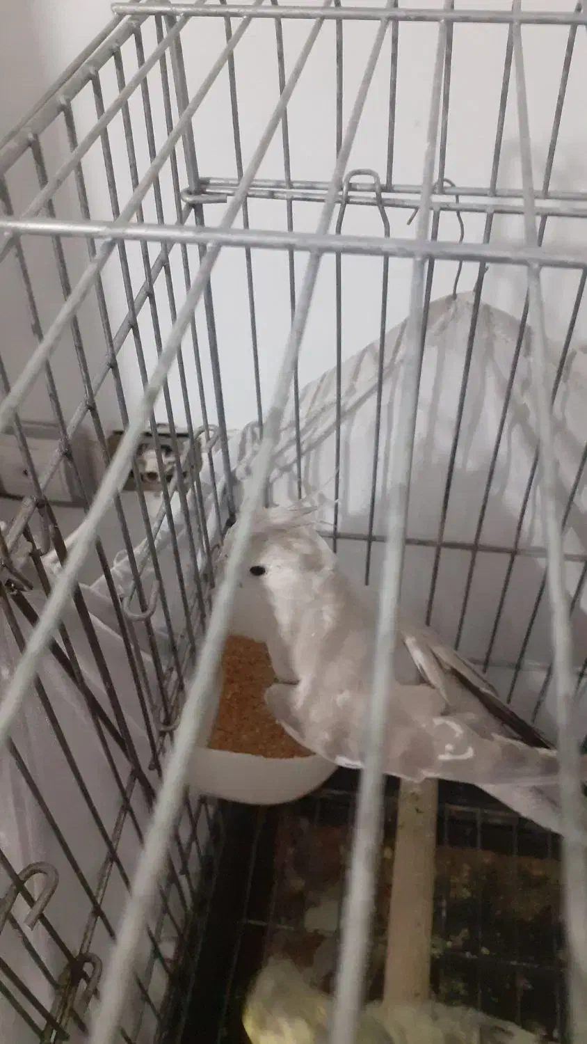 عروس هلندی|پرنده|اسلام‌شهر, شهرک قائمیه|دیوار