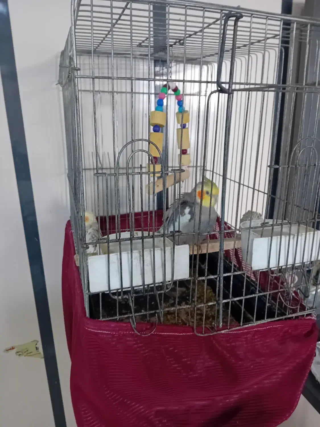 یک جفت عروس هلندی|پرنده|ری, ظهیرآباد|دیوار