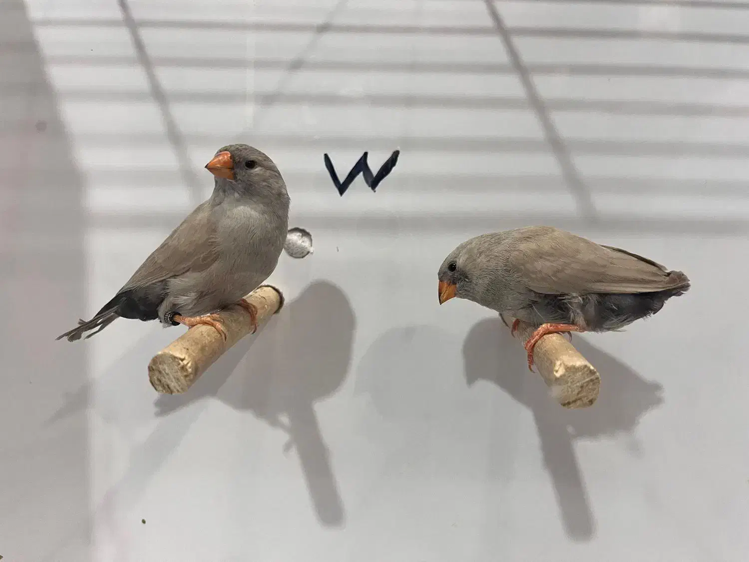 فنچ زبرا جوجه شارکول لایت بک وانگلیسی|پرنده|شیراز, امام حسین|دیوار