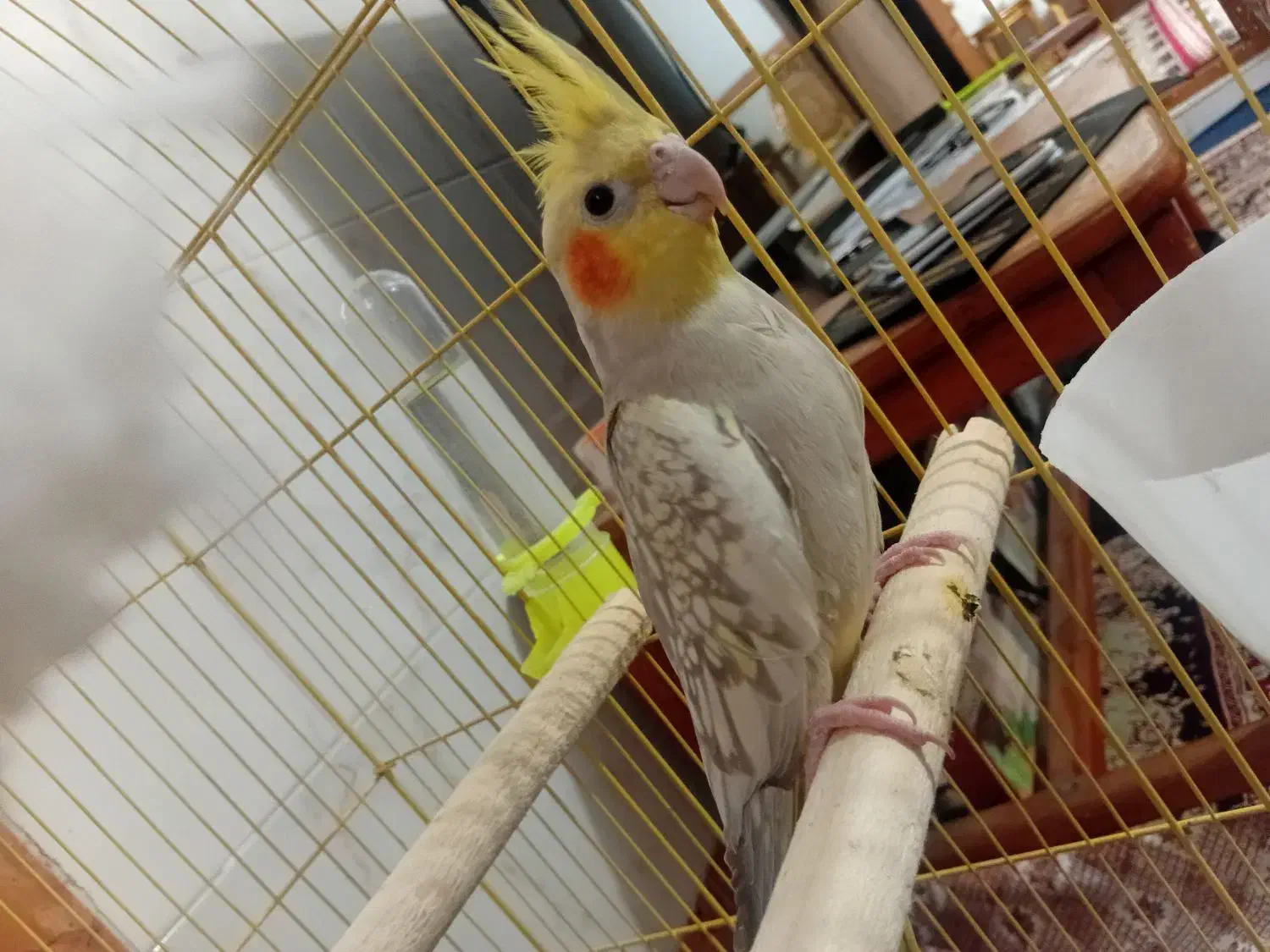 عروس هلندی|پرنده|علی‌آباد کتول, |دیوار