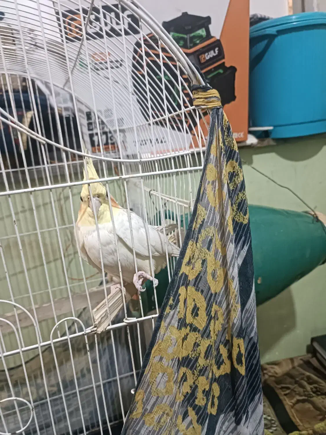 عروس هلندی بالغ ماده|پرنده|دلند, |دیوار