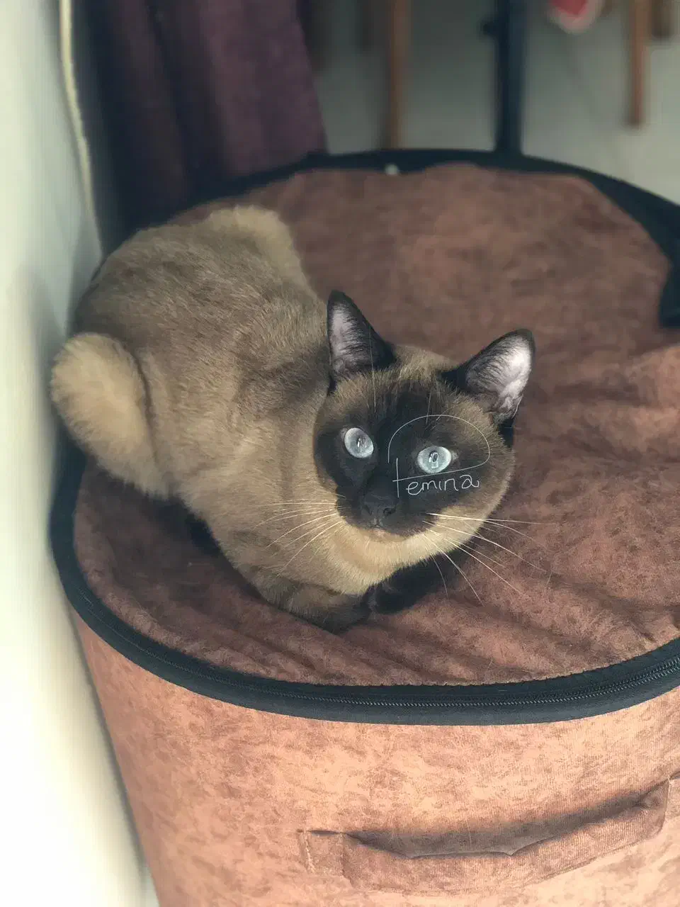 گربه سیامی اسکاتیش|گربه|ساری, |دیوار