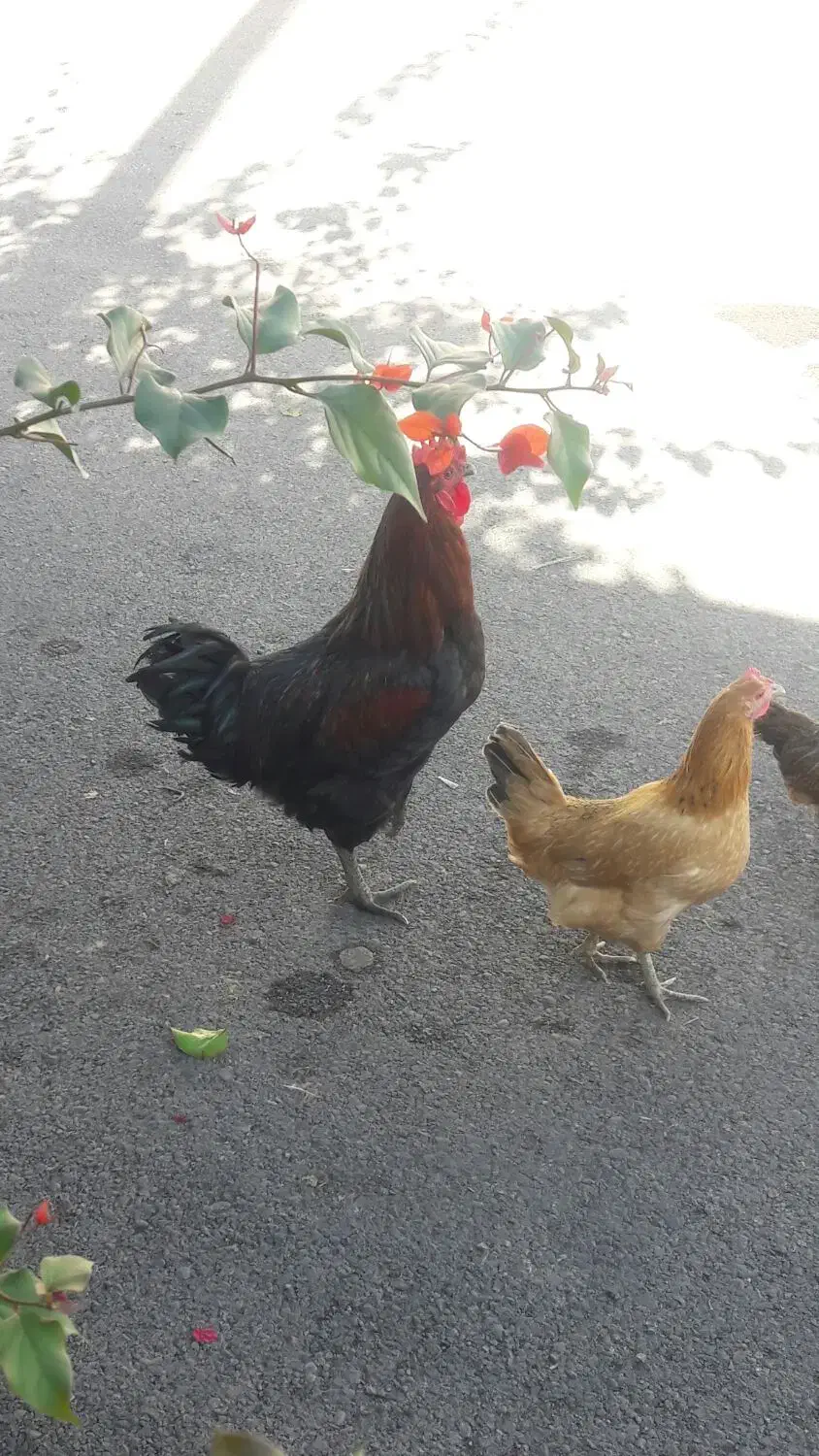 خروس محلی|حیوانات مزرعه|پلدختر, |دیوار