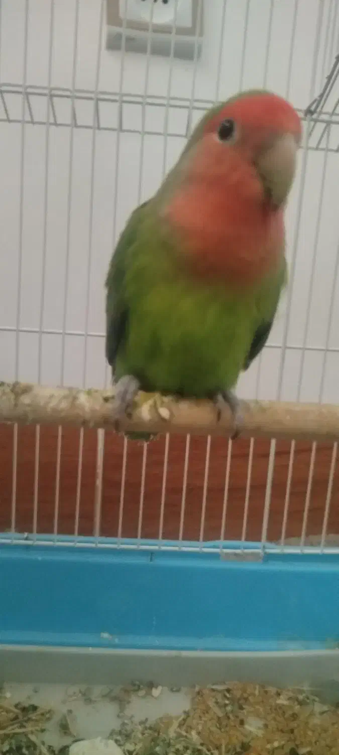 طوطی برزیلی|پرنده|کازرون, |دیوار