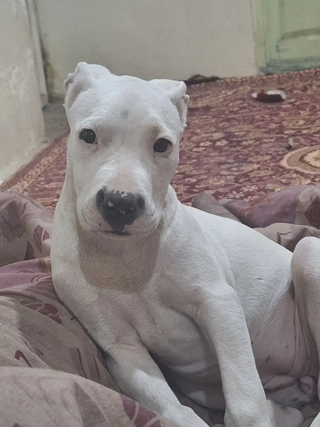 سگ گمشده|حیوانات|همدان, |دیوار