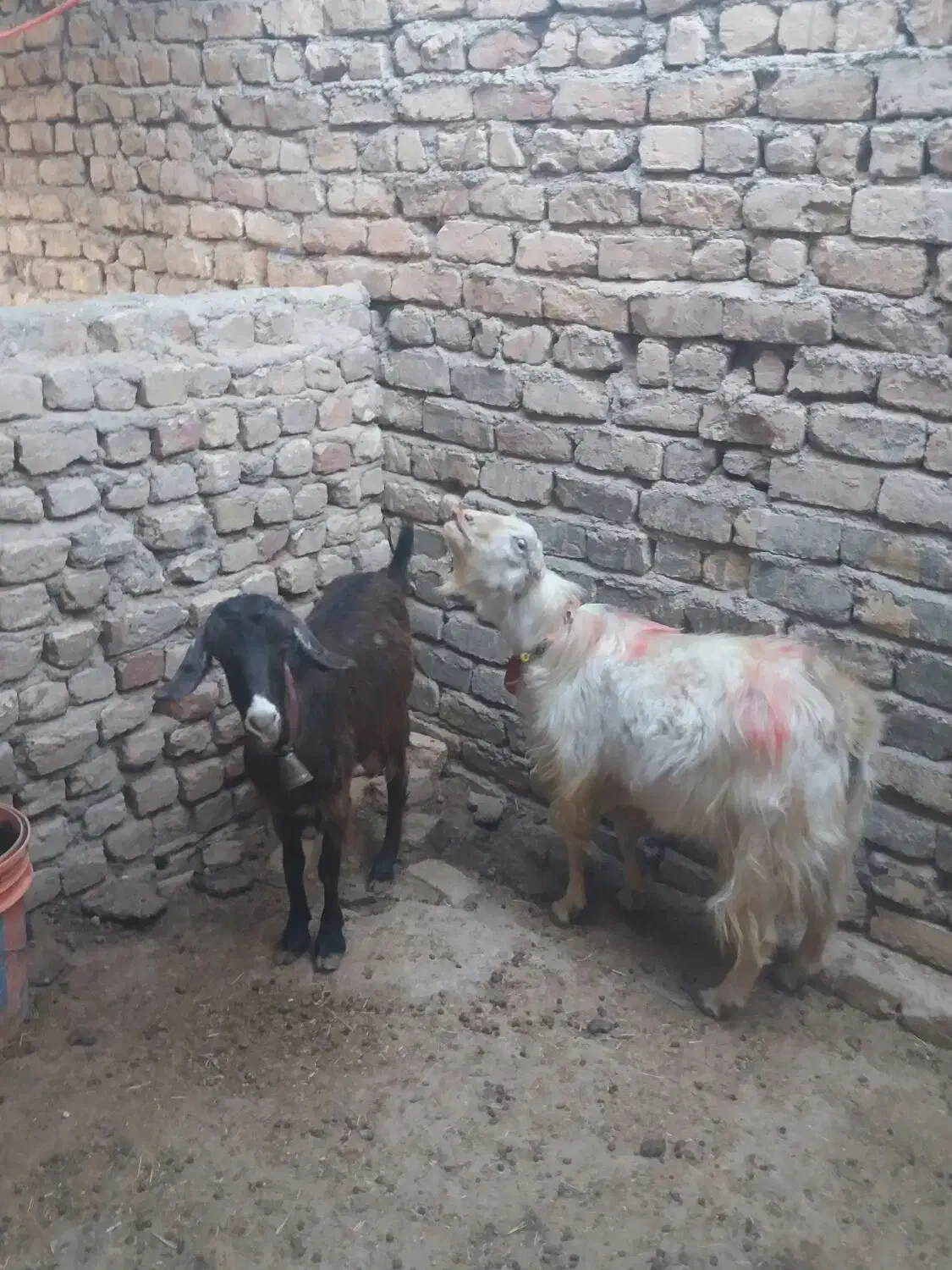 بز آبستن و نربز|حیوانات مزرعه|قم, بوستان علوی|دیوار