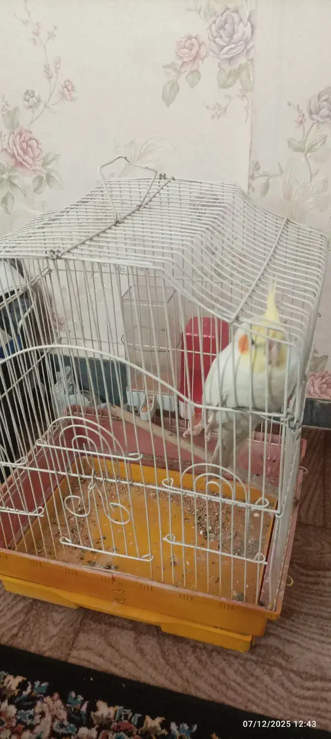 پرنده|پرنده|بندر امام خمینی, |دیوار