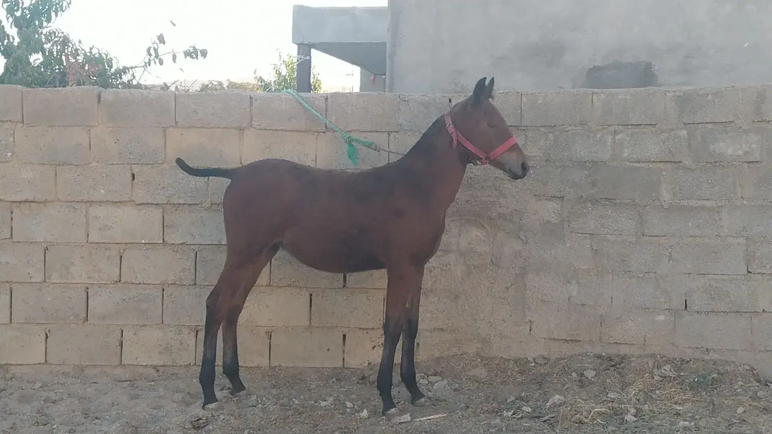 کره مادیان نوه سیوان فیضی بوکان|اسب و تجهیزات اسبسواری|میاندوآب, |دیوار