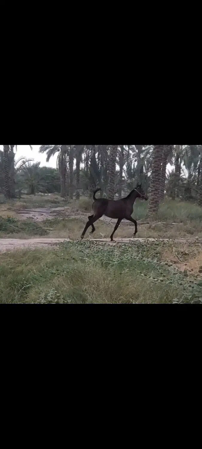 اسب مادیون|اسب و تجهیزات اسب‌سواری|بوشهر, |دیوار