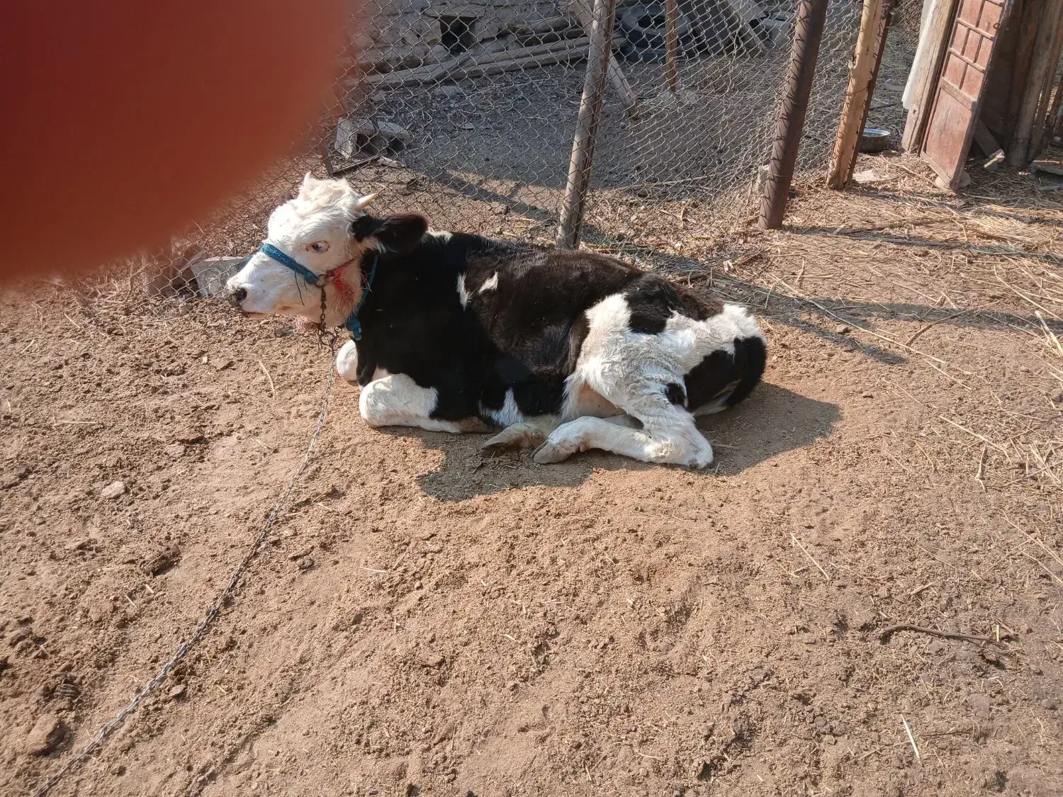 گوساله سمینتال|حیوانات مزرعه|مهر, |دیوار