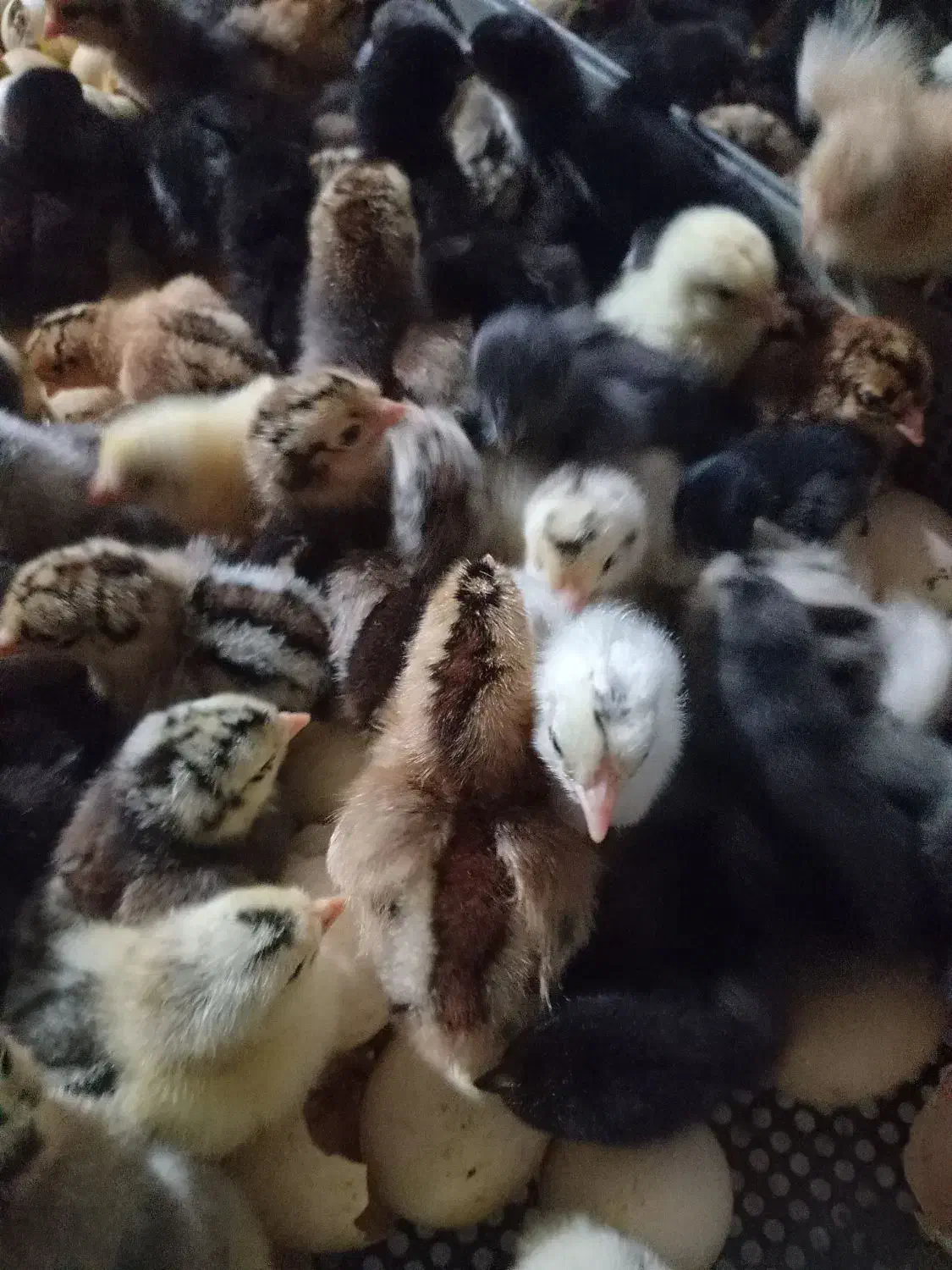 جوجه محلی|حیوانات مزرعه|قم, نخودی|دیوار