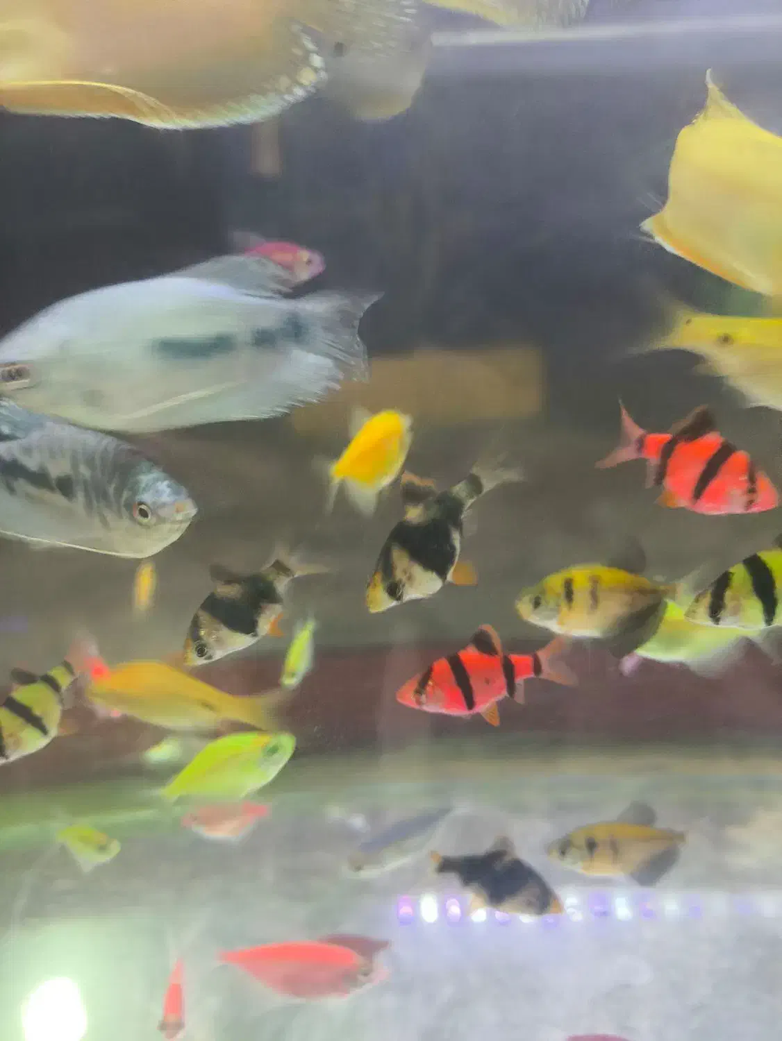 فروش اکواریوم لوازم ماهی با قیمت مناسب|ماهی|قائمشهر, |دیوار