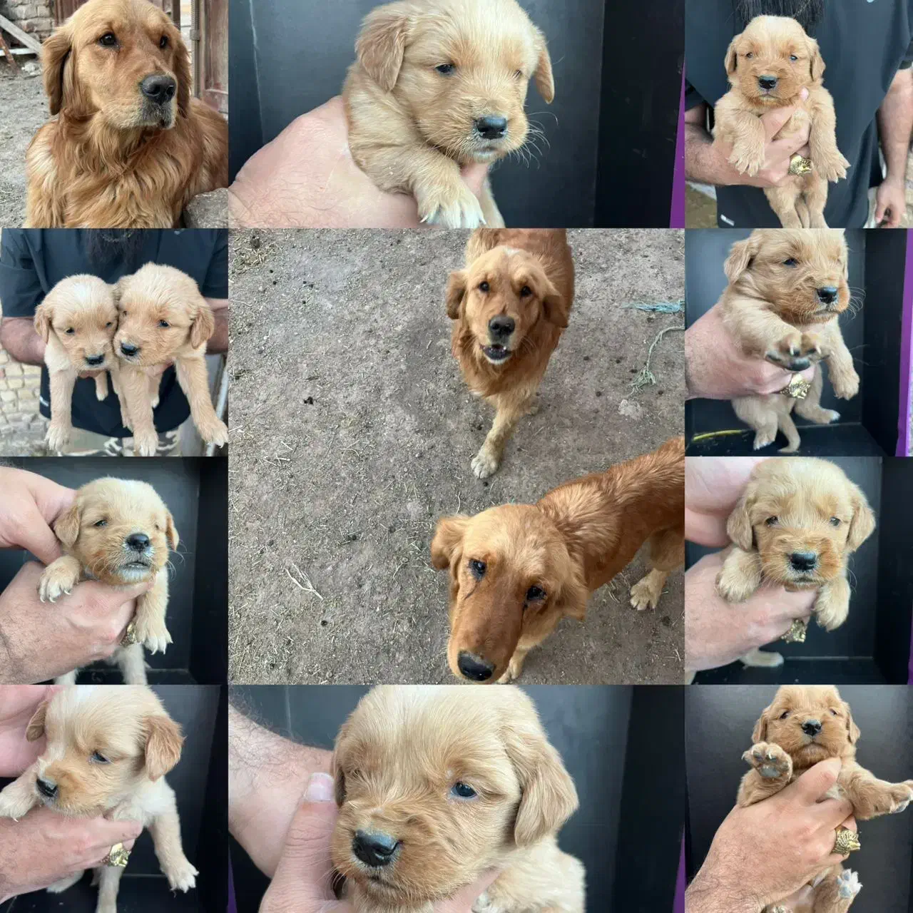 دارچینی goldan|سگ|تهران, اوقاف|دیوار