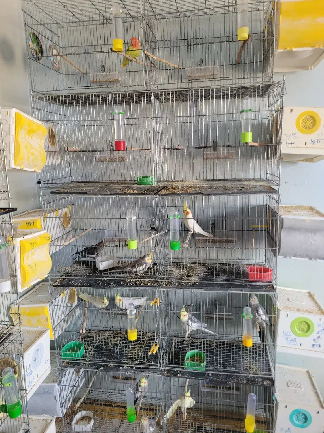 فروش سالن عروس هلندی|پرنده|شوش, |دیوار