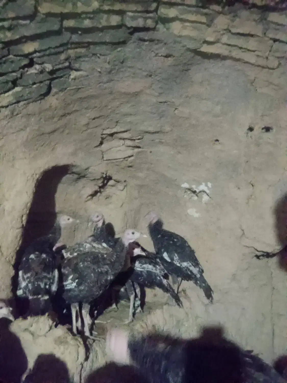 بوقلمون برنز|حیوانات مزرعه|شاهرود, |دیوار