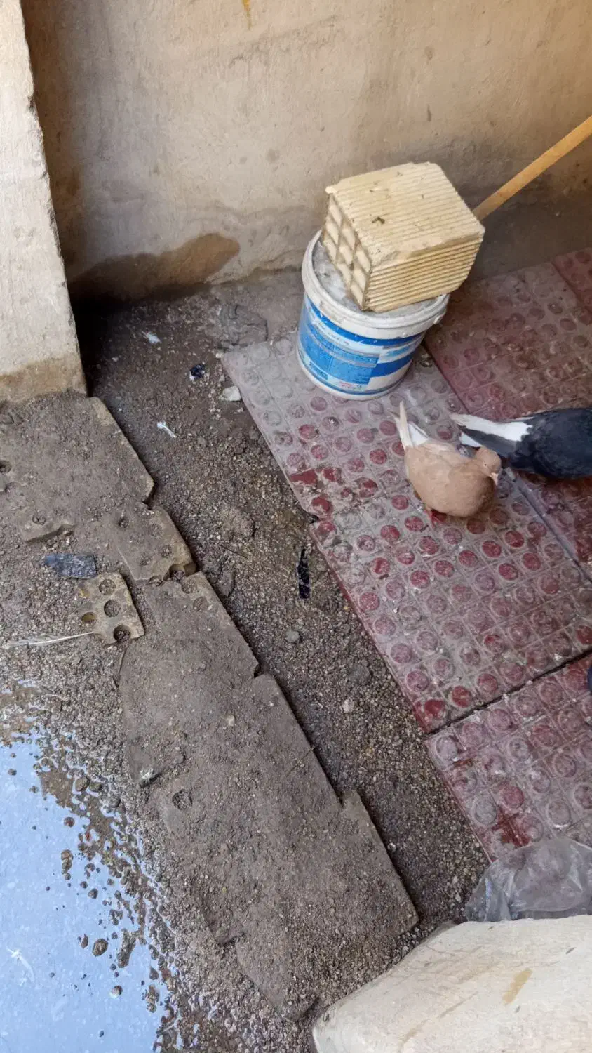 کبوتر|پرنده|اهواز, کمپلو شمالی|دیوار