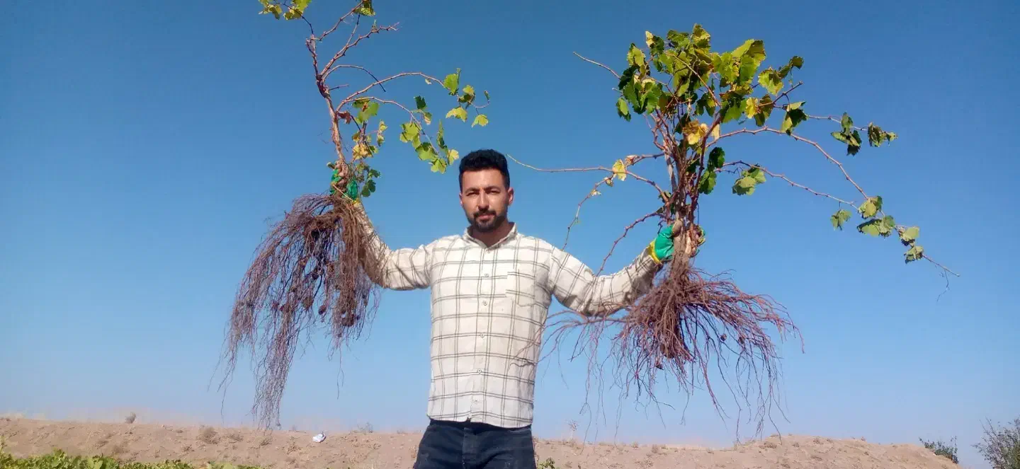 نهال انگور همه رقم|خدمات باغبانی و درختکاری|ملایر, |دیوار