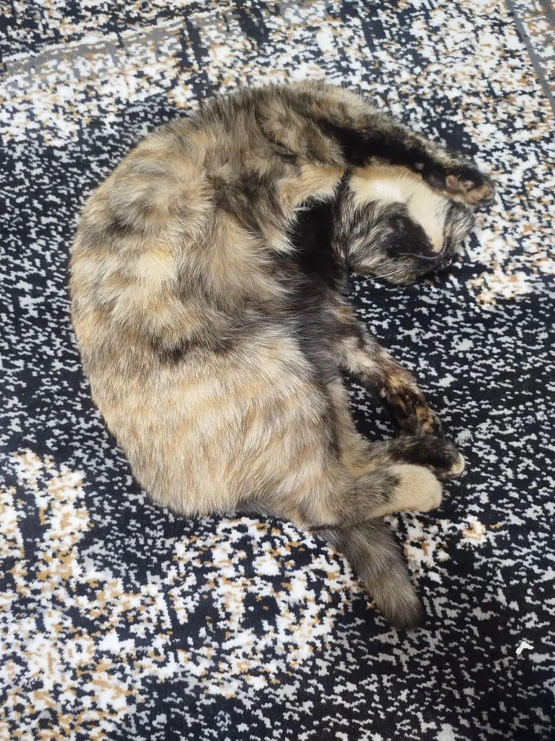 گمشده|حیوانات|ری, سیزده آبان|دیوار