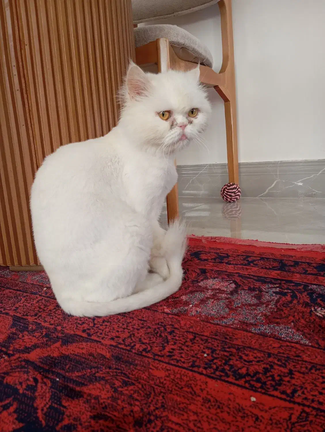 گربه پرشین ماده|گربه|میاندوآب, |دیوار