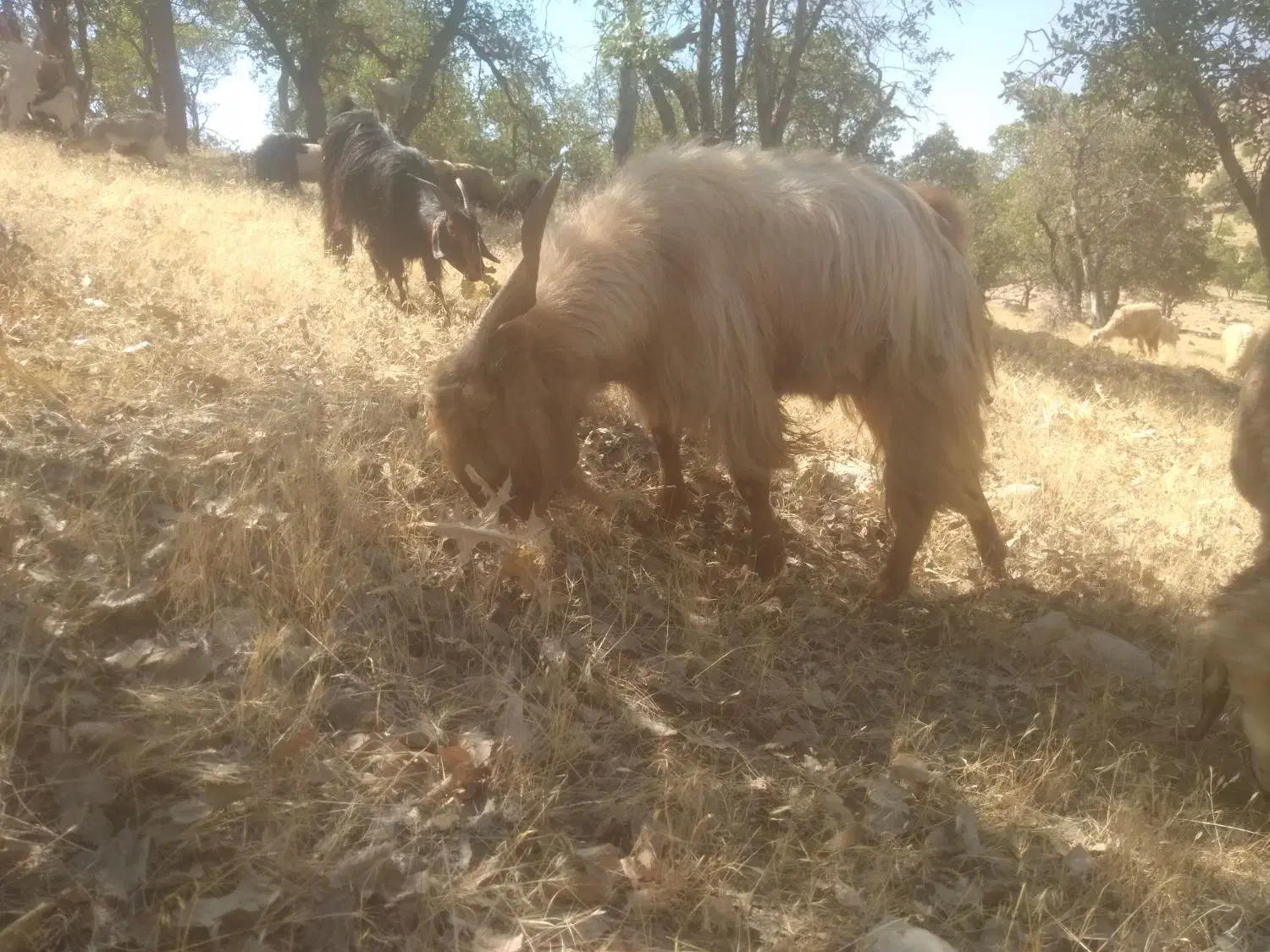 کهره درجه 1|حیوانات مزرعه|چیتاب, |دیوار