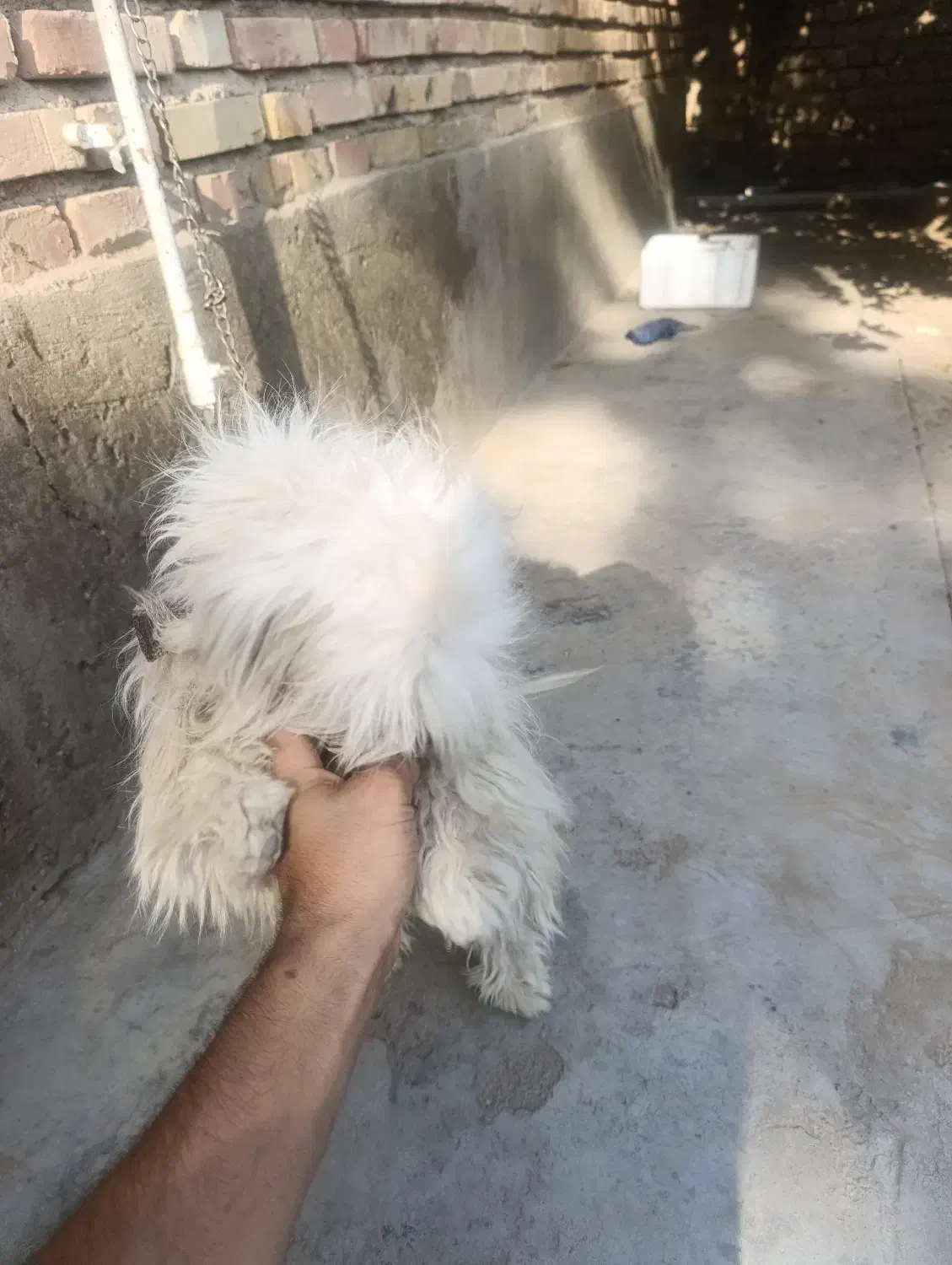 سگ پشمالو|سگ|گنبد کاووس, |دیوار