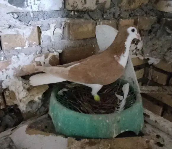 پرنده|پرنده|خرمشهر, |دیوار