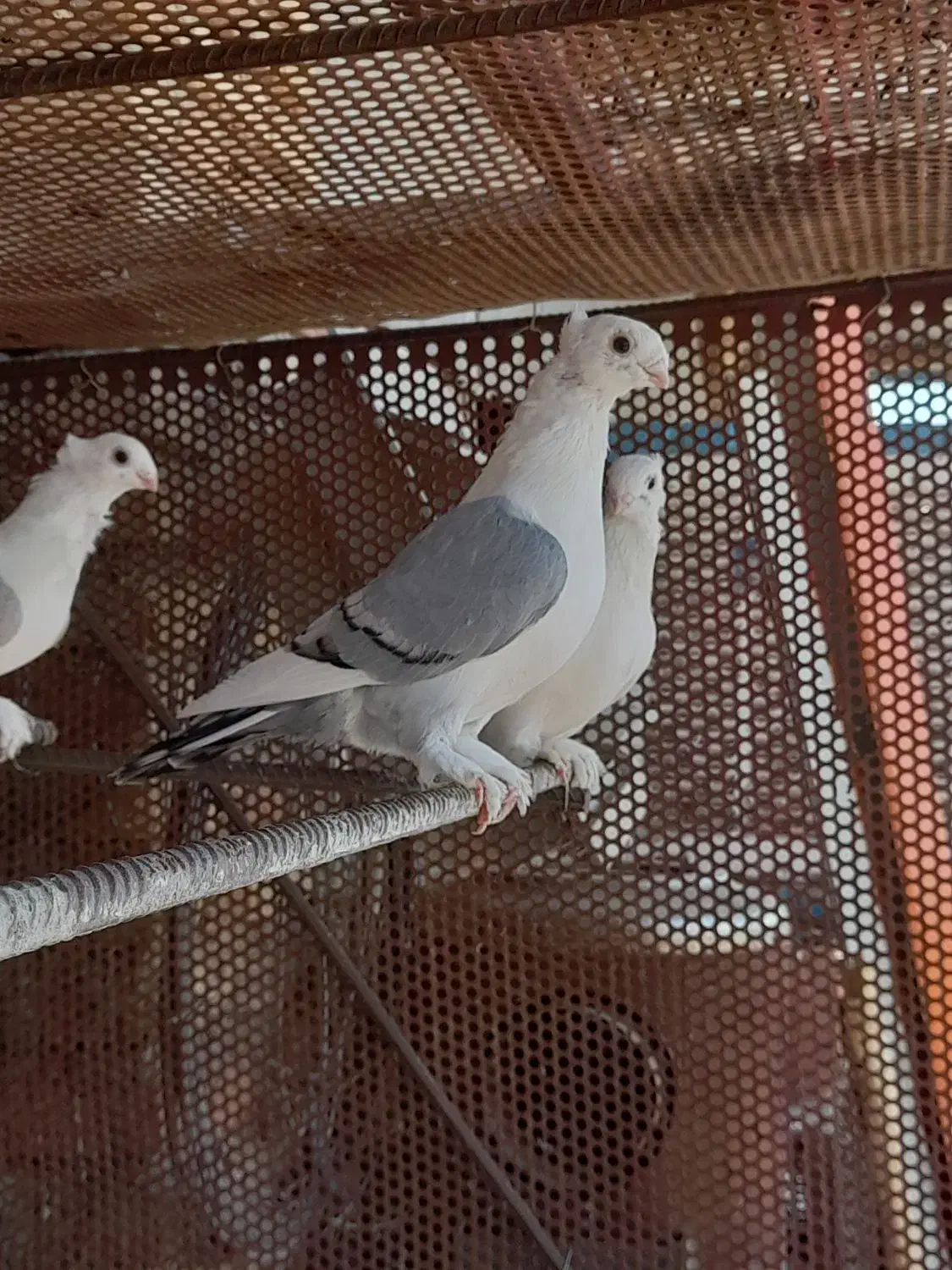 بلژیکی،پروانه ای|پرنده|شبستر, |دیوار