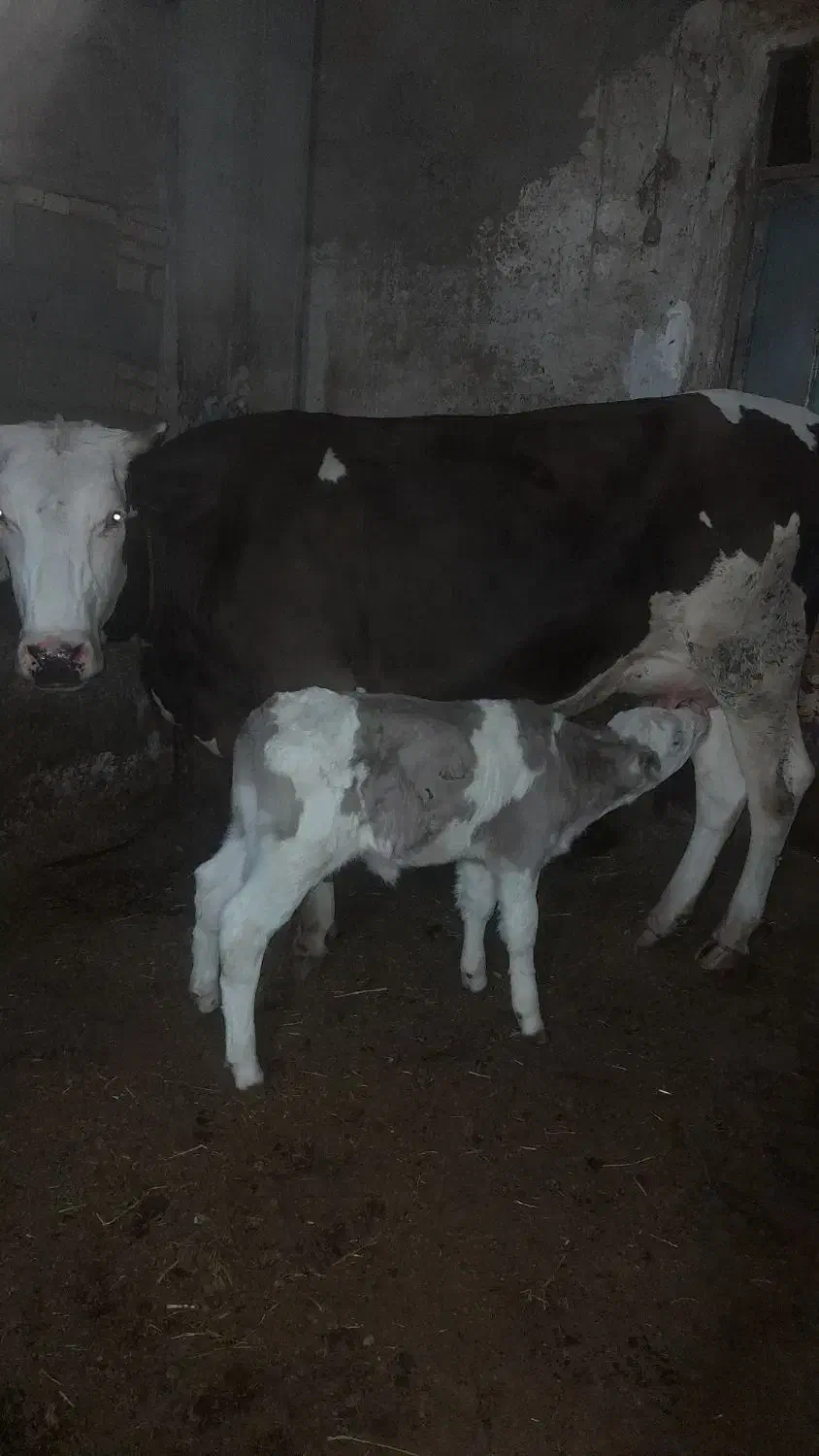 گاو شیری|حیوانات مزرعه|سراب, |دیوار