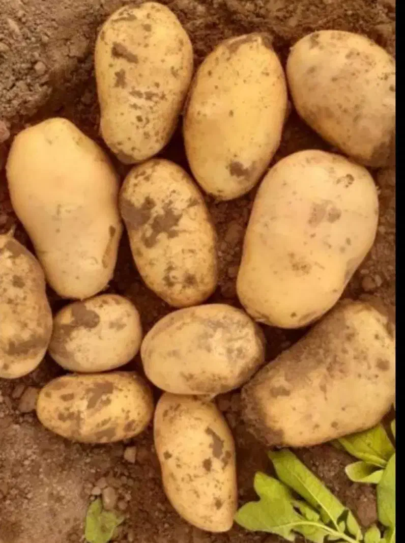سیب زمینی بزری جیلی ۵۰ تن|عمده‌فروشی|رزن, |دیوار