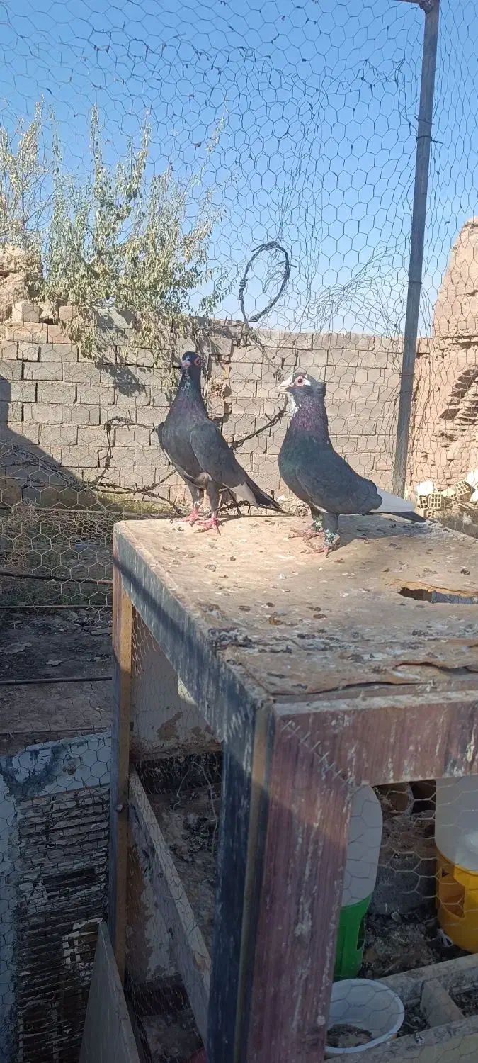 جفت سیا پلنگ عتیقه|پرنده|رفسنجان, |دیوار