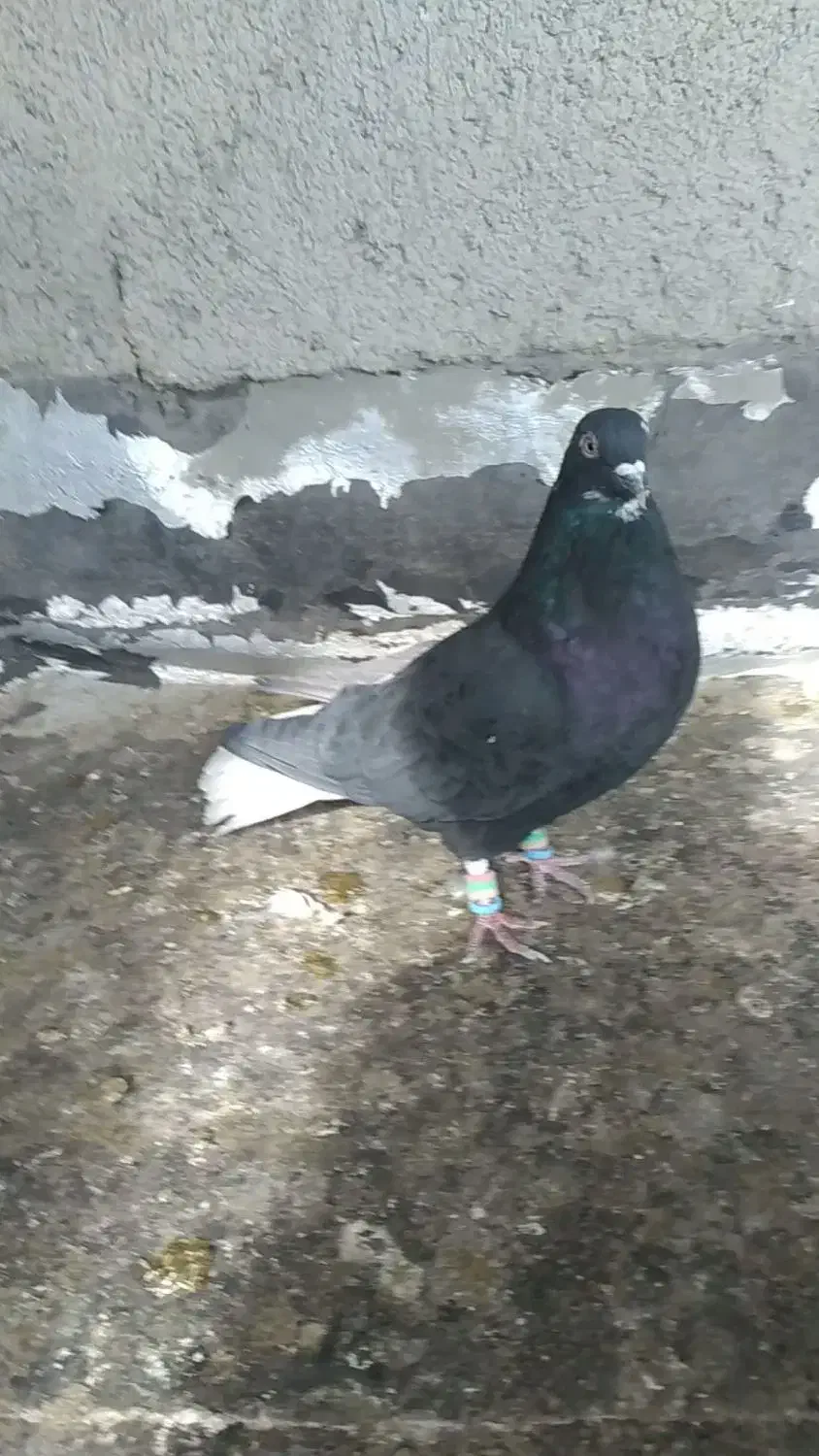 دمسفید|پرنده|همدان, |دیوار