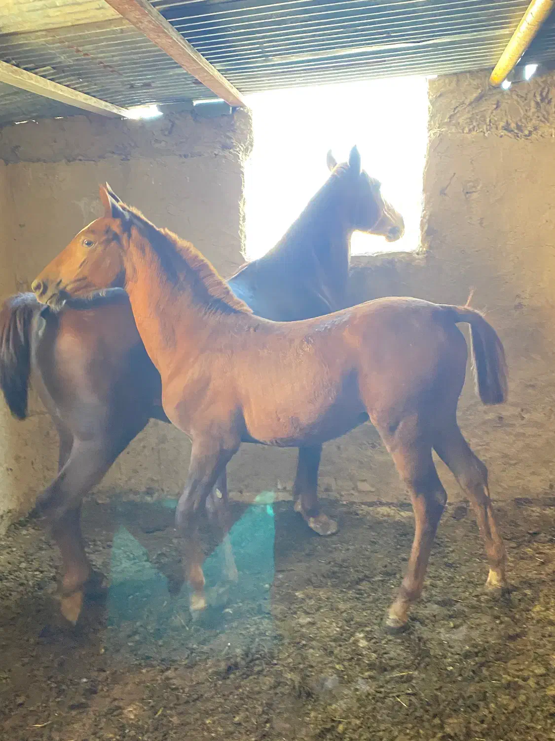 کره ماده استثنایی|اسب و تجهیزات اسبسواری|مرودشت, بهارستان|دیوار