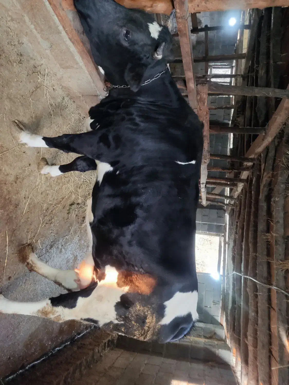 فروش گاو سیمینتال همراه با گوساله|حیوانات مزرعه|زیرآب, |دیوار