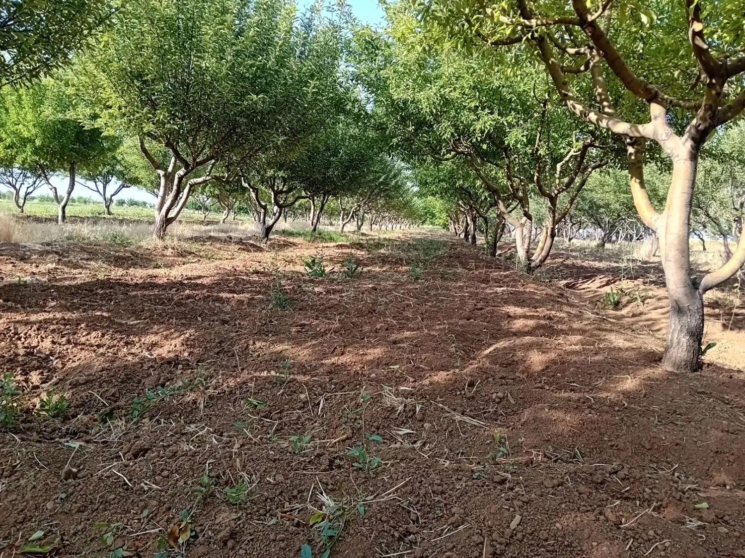 باغ|فروش زمین و ملک کلنگی|فامنین, |دیوار