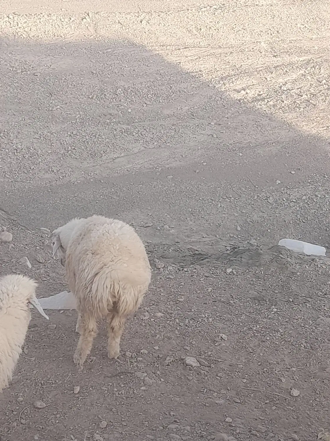 بره فروشی|حیوانات مزرعه|ارزوئیه, |دیوار