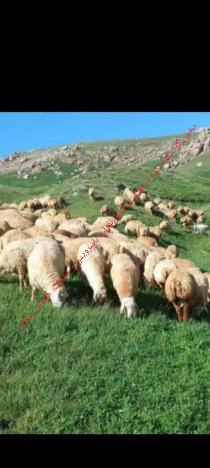 دامداری نسیم شهر|حیوانات مزرعه|بهارستان, |دیوار